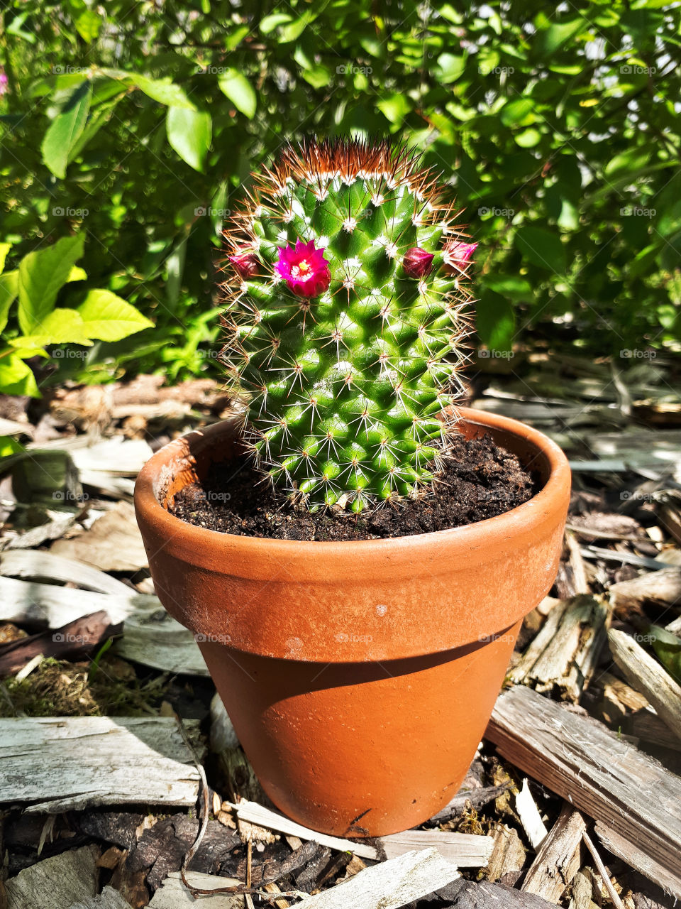 Cactus is Flower
