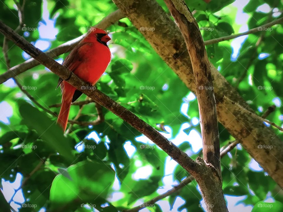 Red queen female Bird