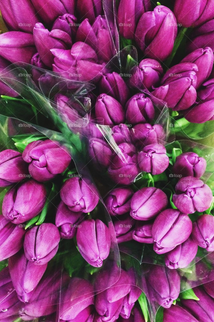 Full frame shot of flowers