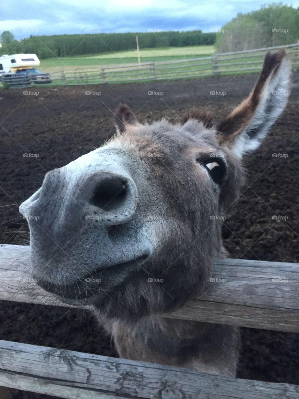Stare down from Bobo the Donkey 