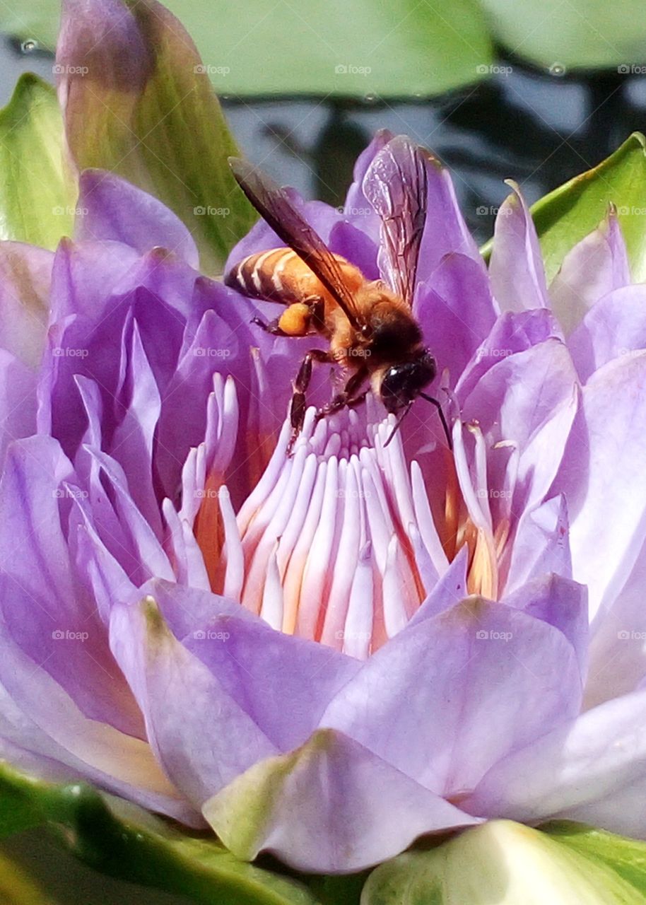 Bee pollen lotus