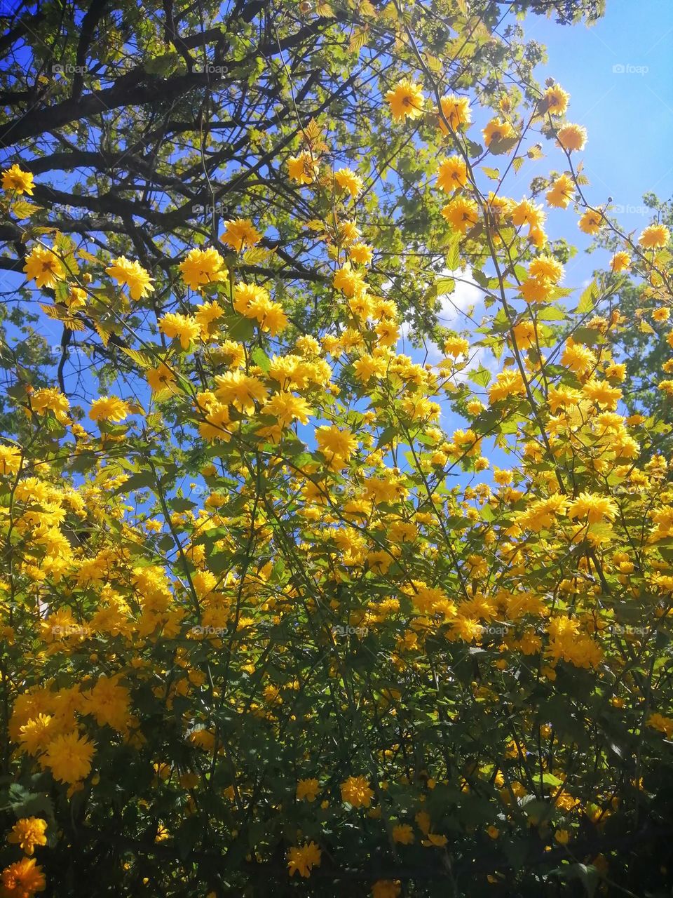 Flowers in the sky. 🇺🇦