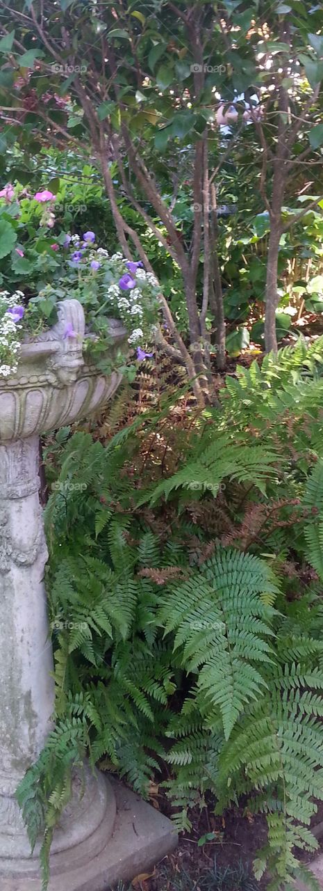 flowers in the garden