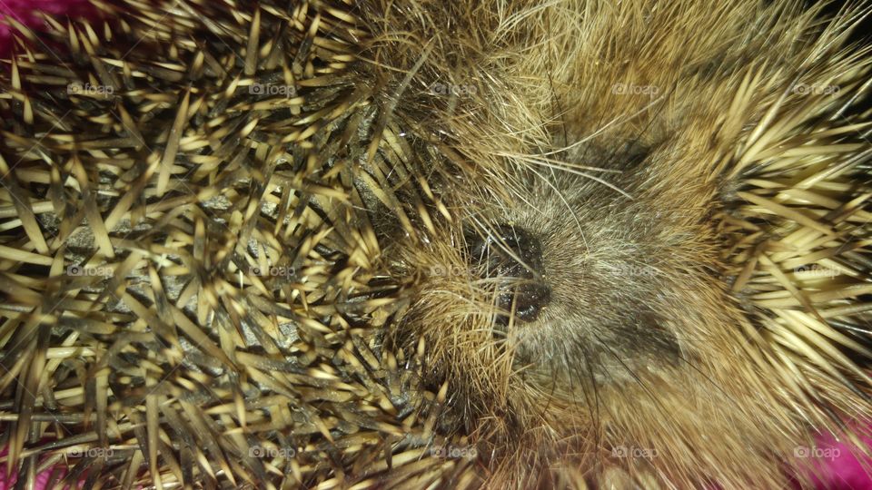 hedgehog