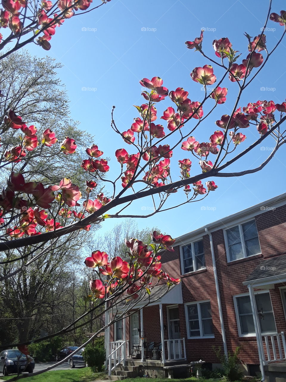 Pink Dogwood Blossoms with very blue sky and brick building