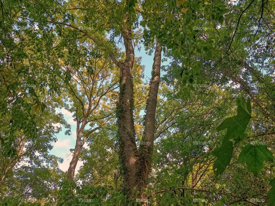 Forest. Tall trees. The beauty of nature.