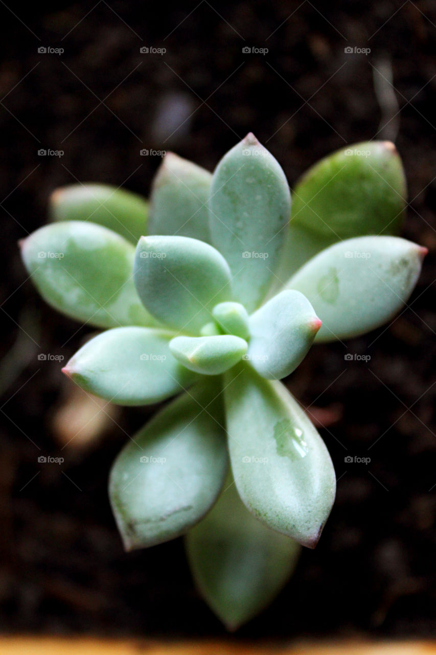 succulent plant