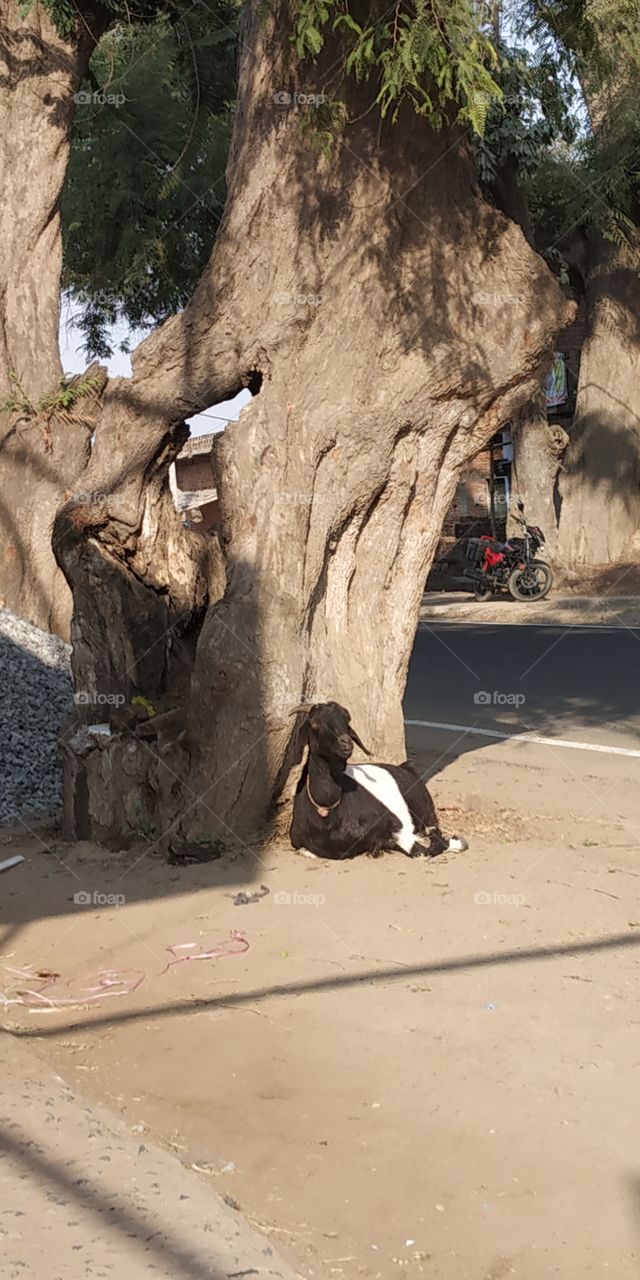 tree sunlight animals