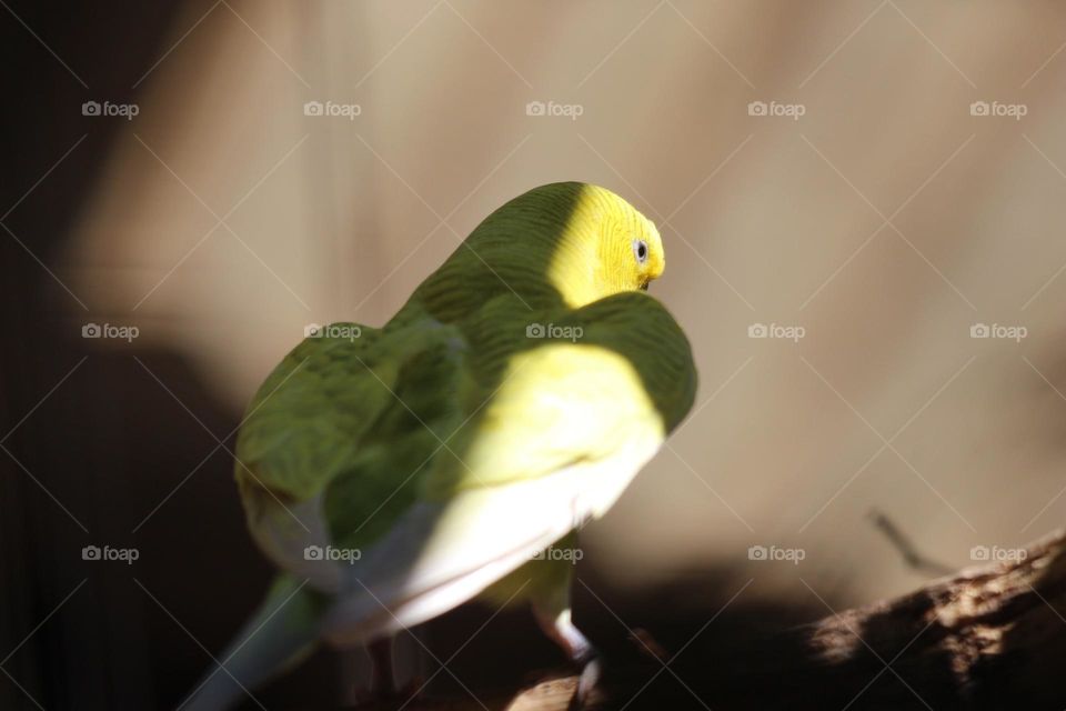 A yellow budgie, perched away, ready to fly