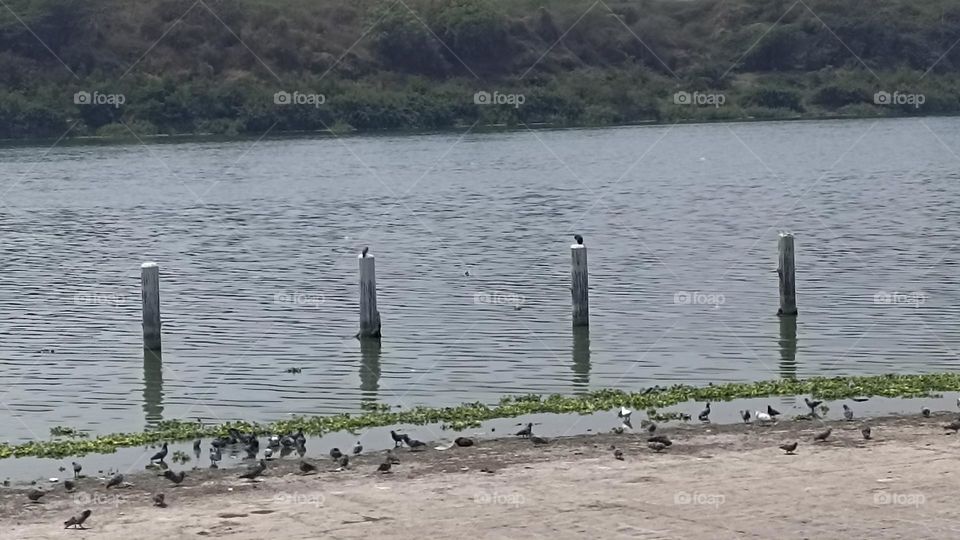 birds preaching and taking bath