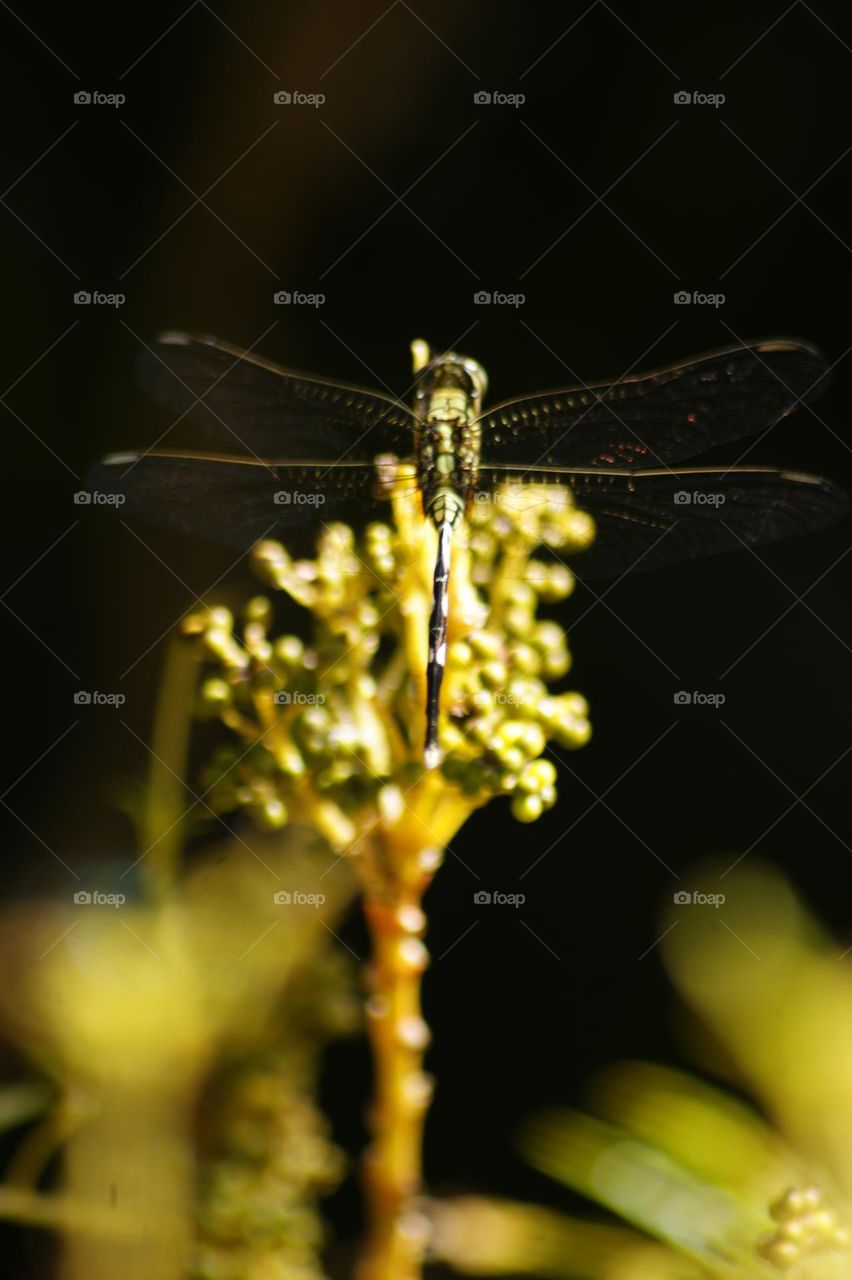 dragonfly