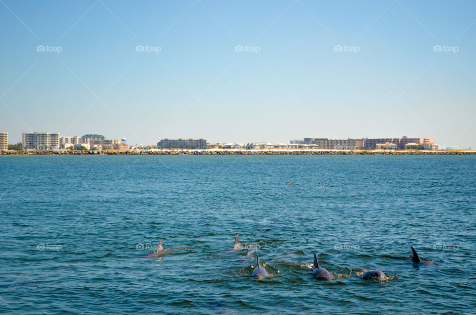 dolphins in Destin