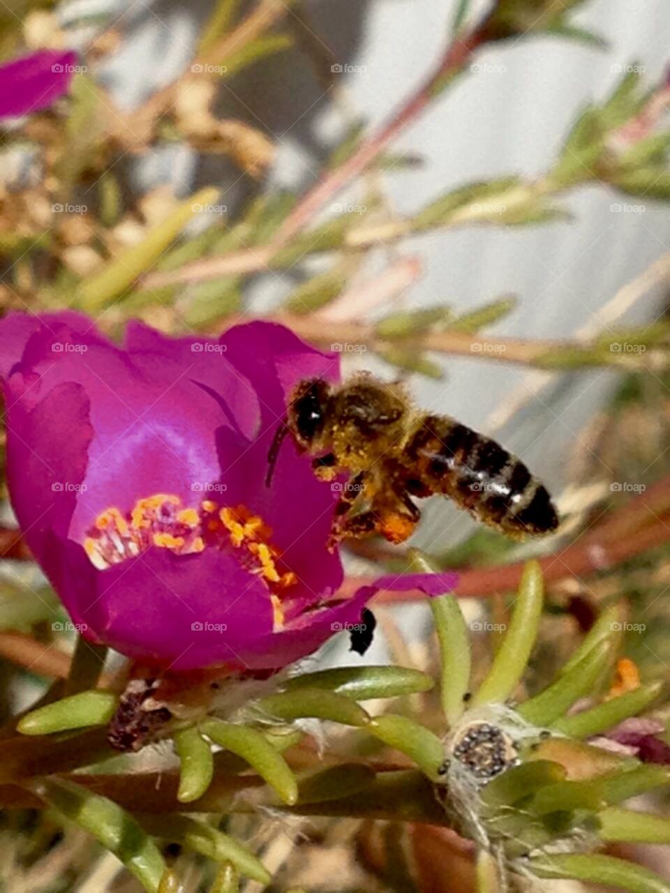 Bee