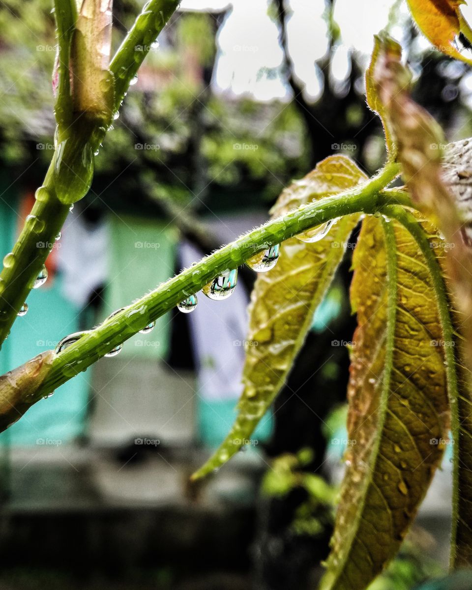 Raindrop ona green branch
