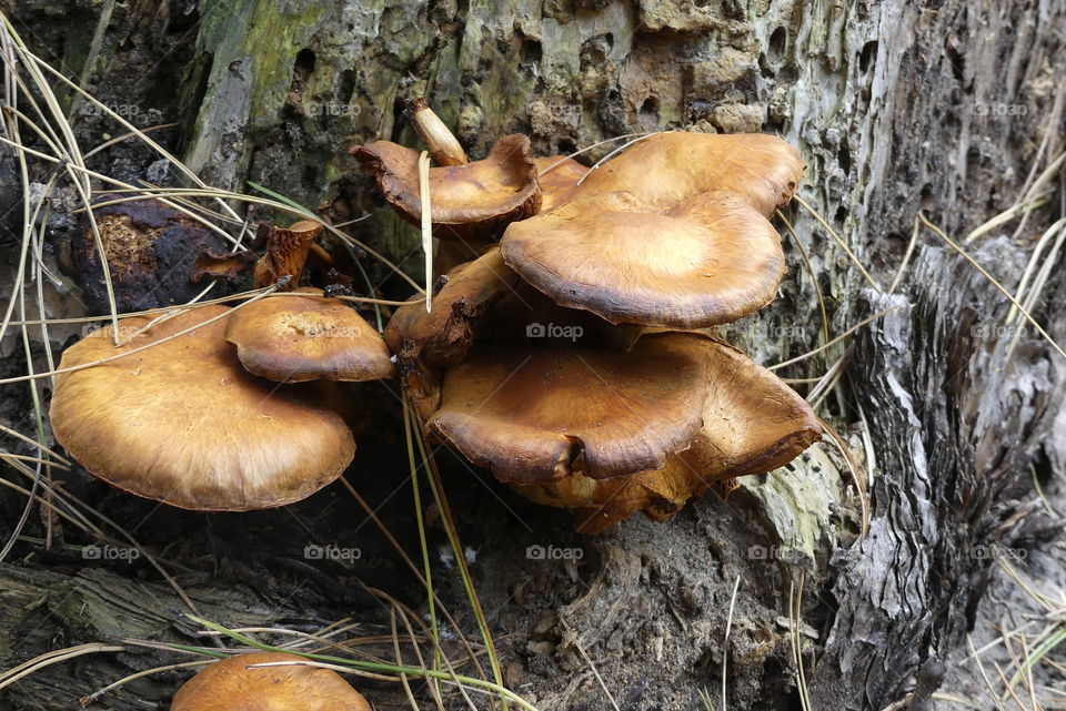 Mushrooms on tree stump 