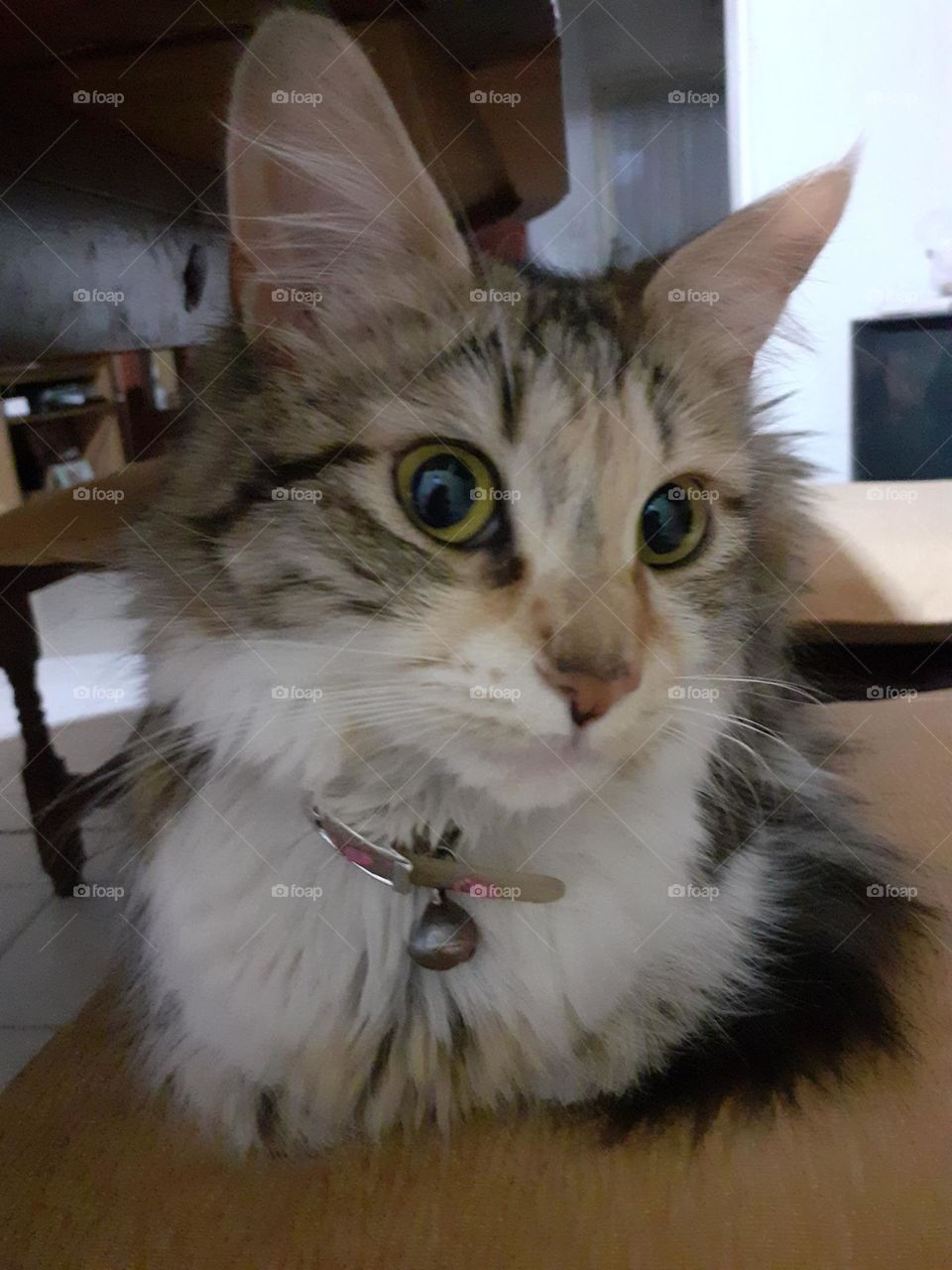 la mirada de la gata