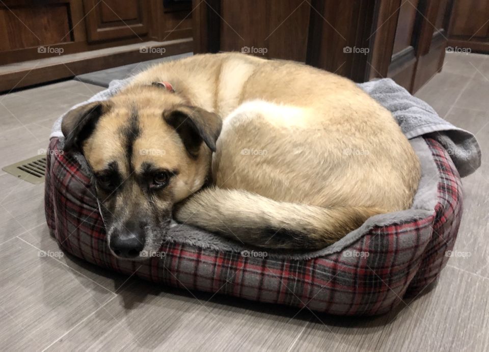 Sweet rescue dog snuggled up into his much smaller sister’s bed. 