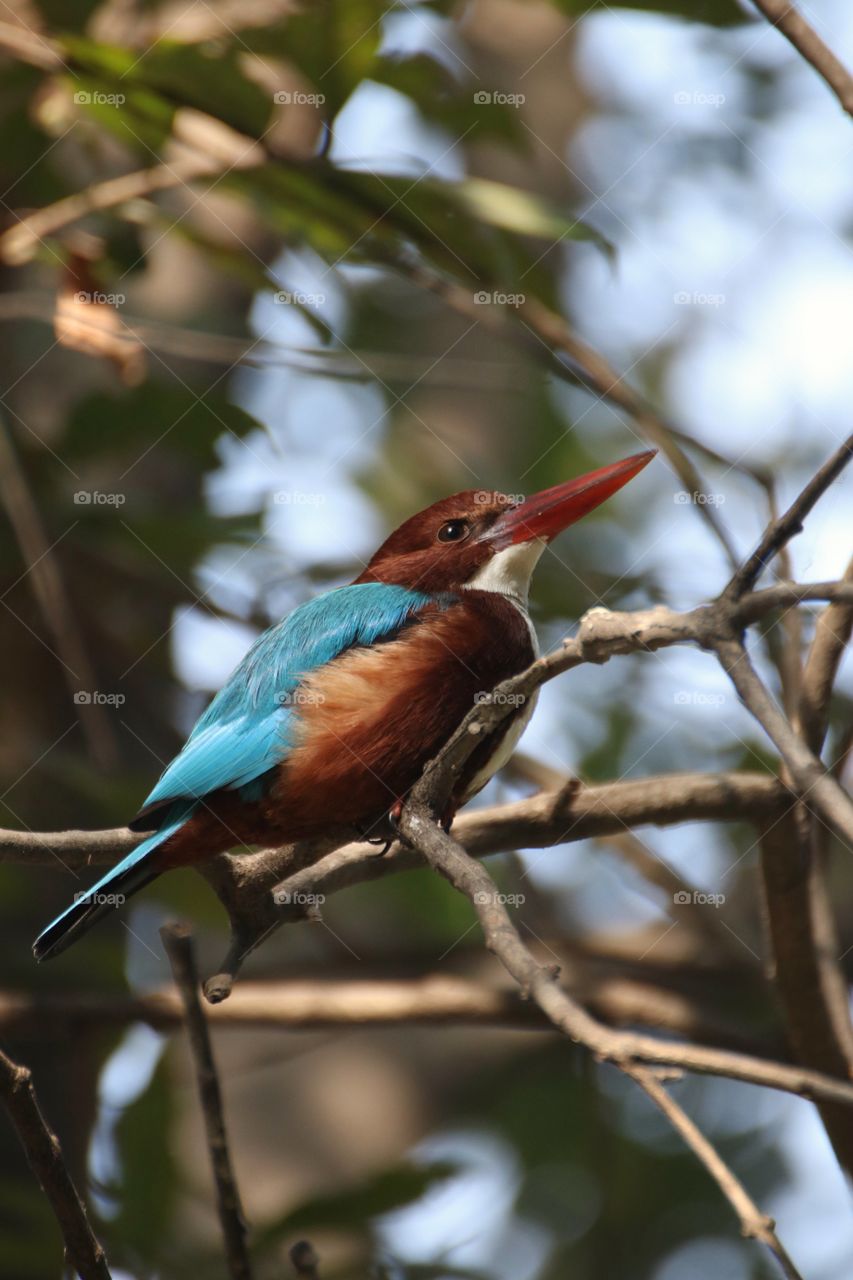Kingfisher bird on a tree. This is one of most beautiful species of birds and a gift of nature.