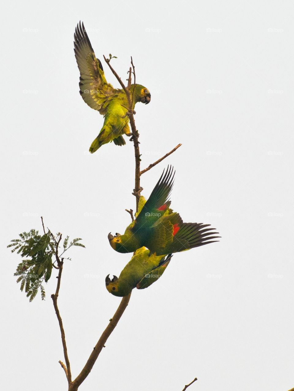 papagaios verdadeiros- PANTANAL MS