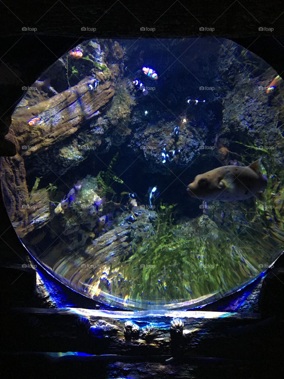 Aquarium in London 