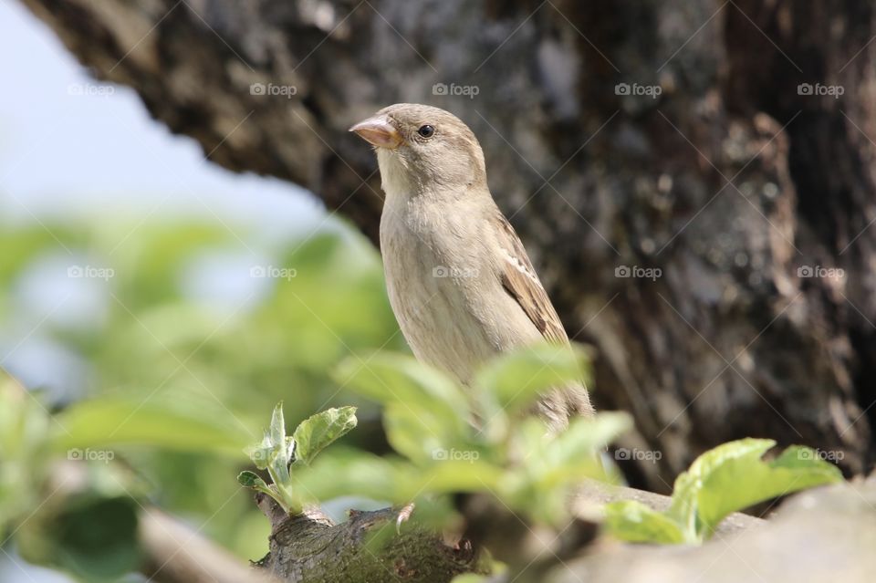sparrow somewhere on the tree