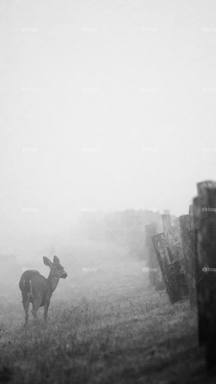 A deer grazes by a fence on a foggy morning. 