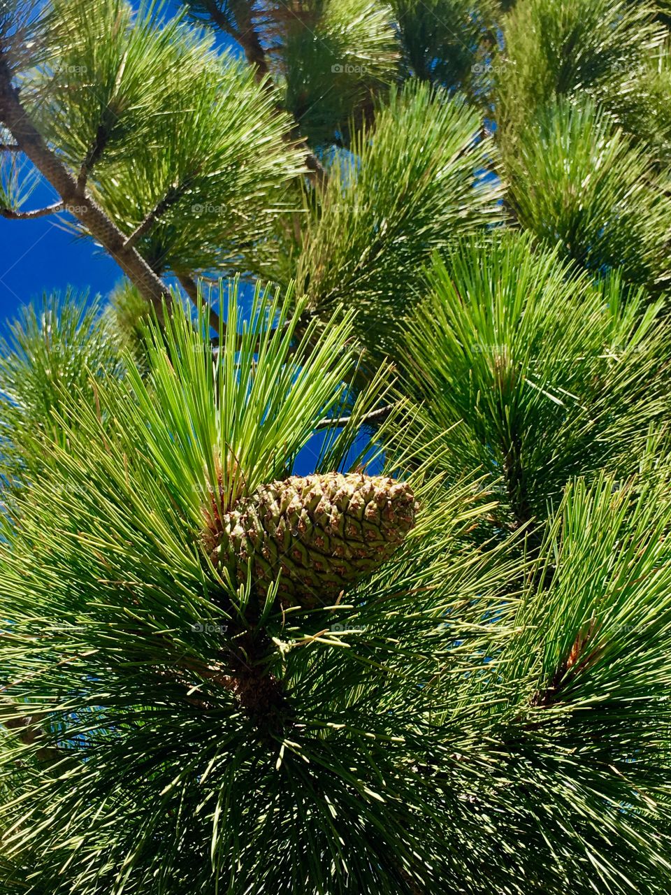 Pine cone in a tree