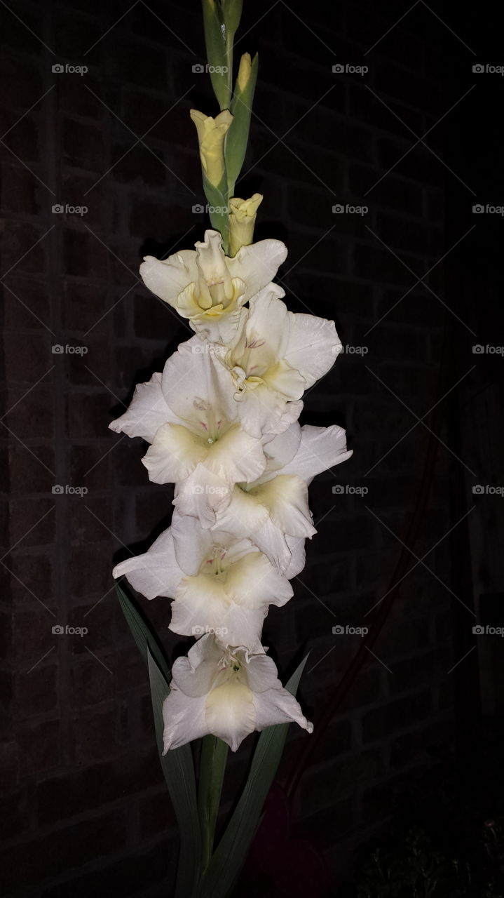 White gladiolus