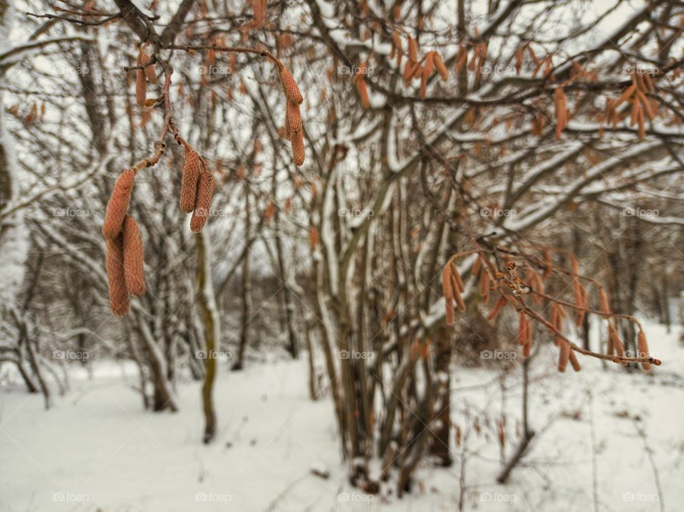 Hazel tree in winter.