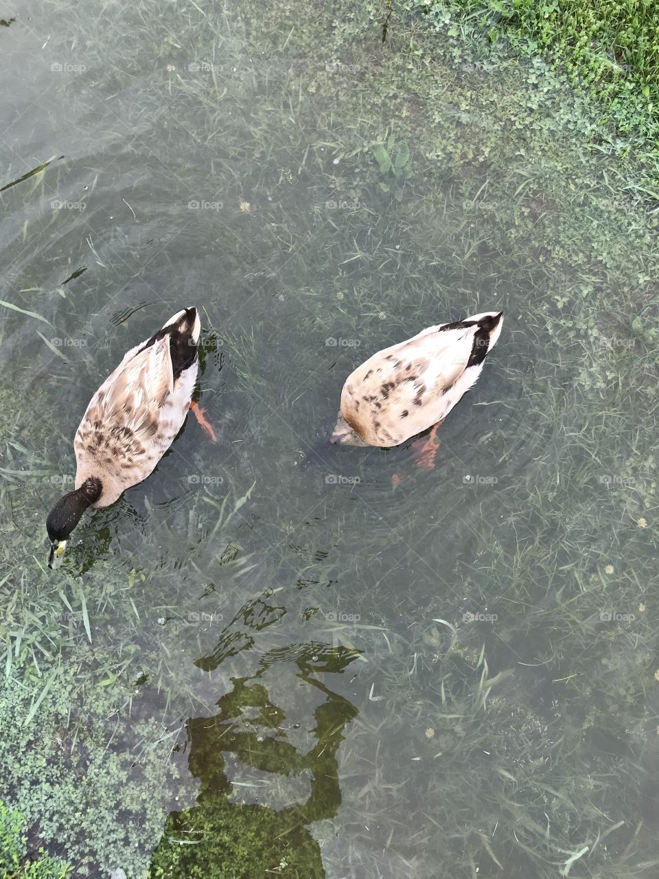 Ducks 