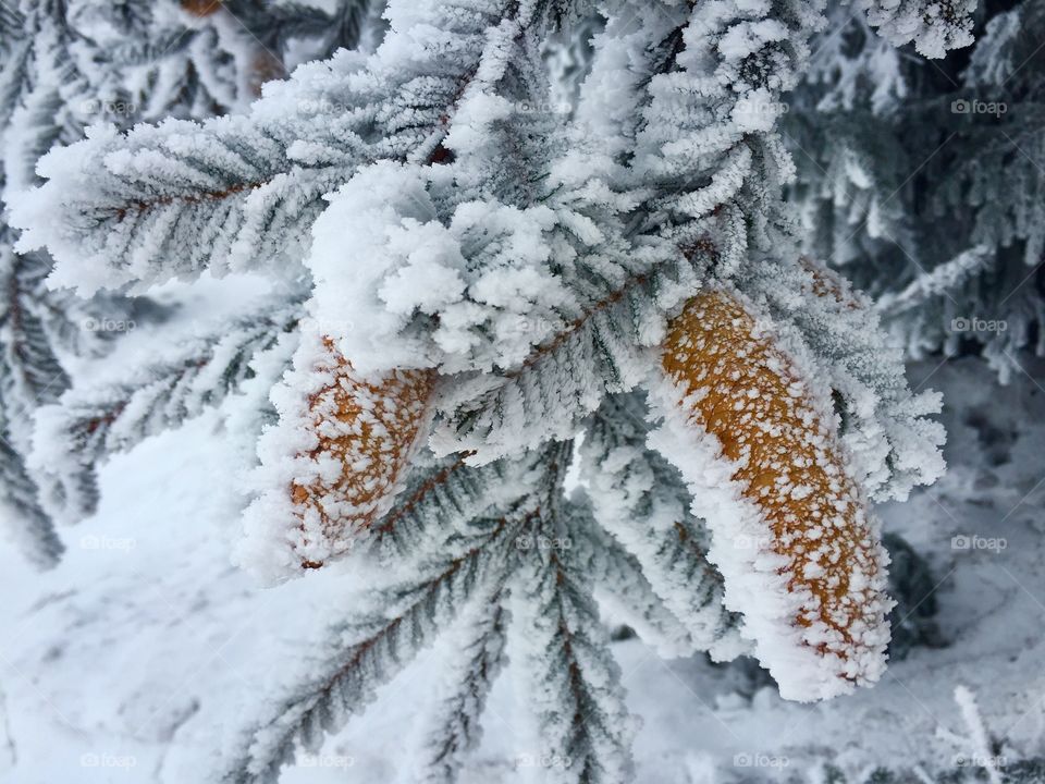 Pine cones covered in snow surrounded by pine cone tree branches covered in snow 