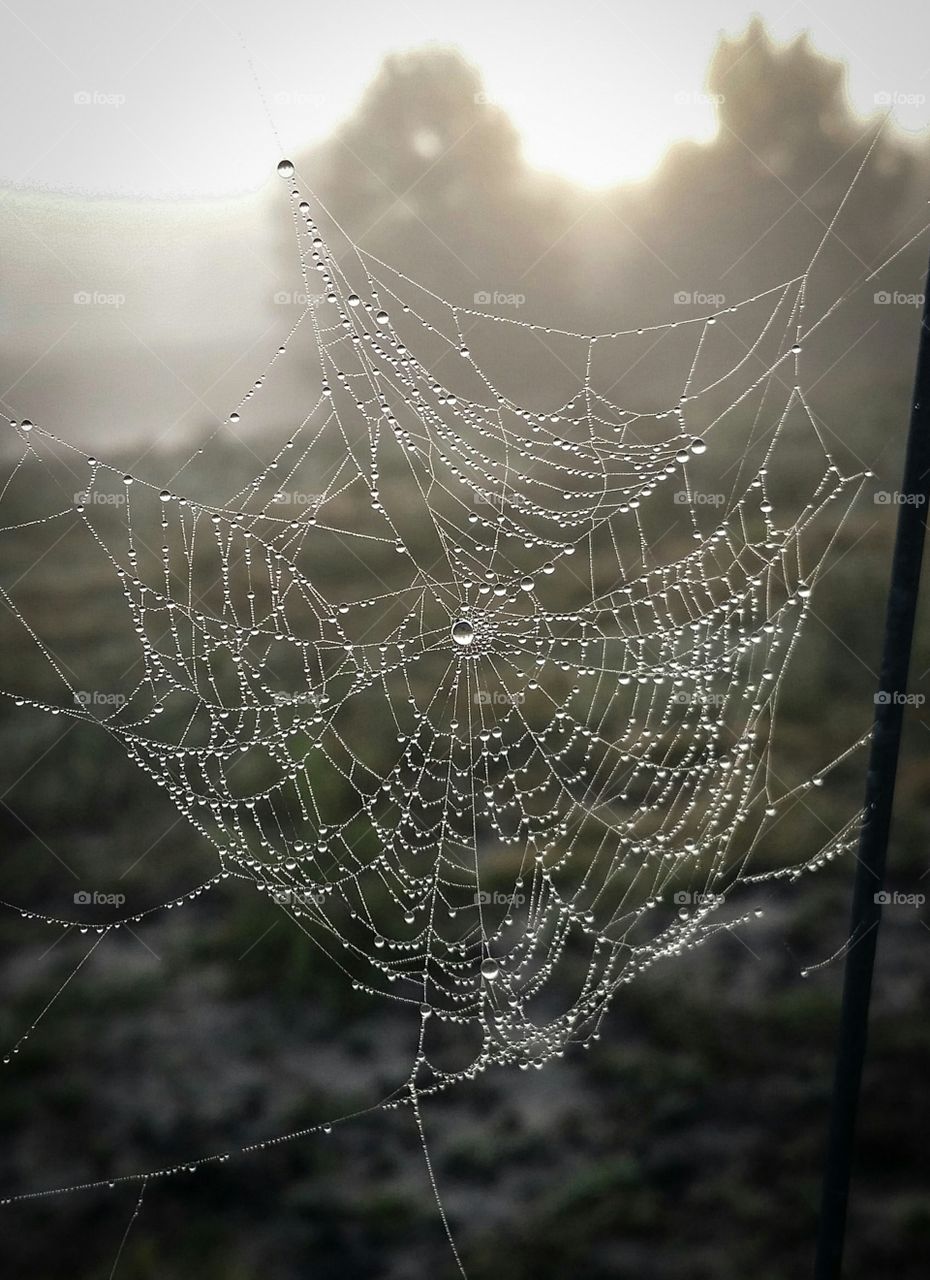 a dew covered spider web hanging on a fence in front of a winter pasture with trees in the background