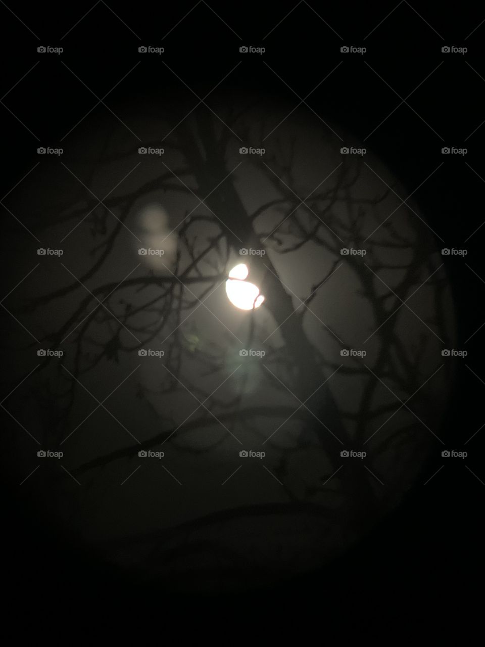 The moon through the trees, in early Autumn. So near, yet so far away. It’s my favorite thing to look at, at night. 