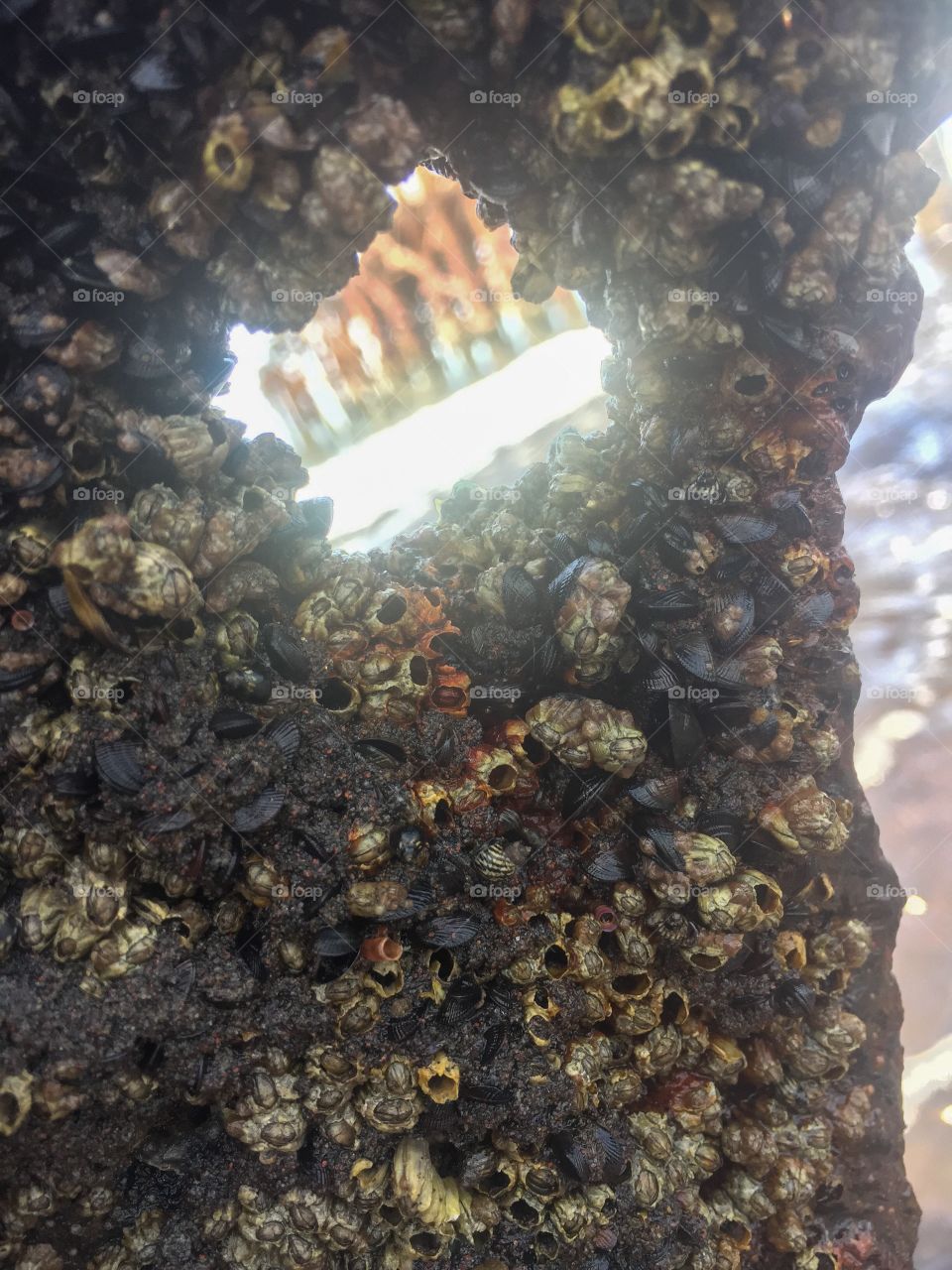 Reef sea shells