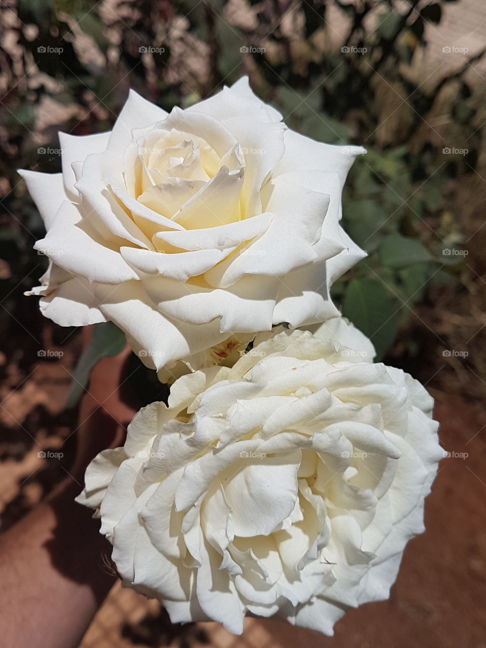 white flower roses outdoor