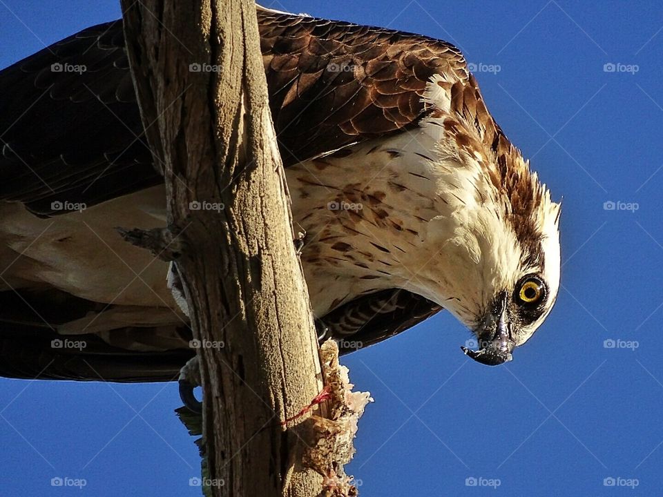 Female Osprey eating its caught fish