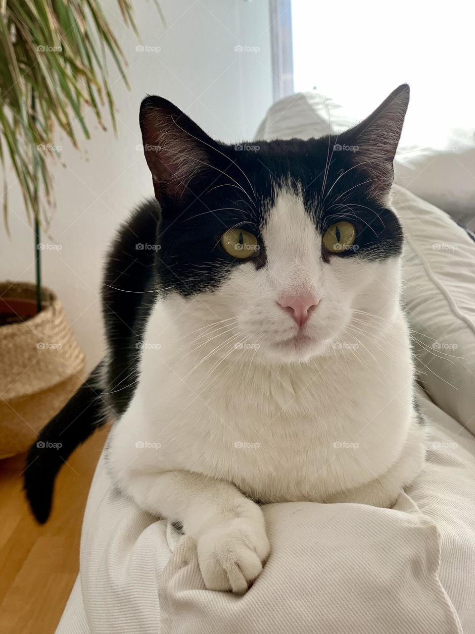 Black and white tuxedo European domestic sitting on white sofa with plant in the background 