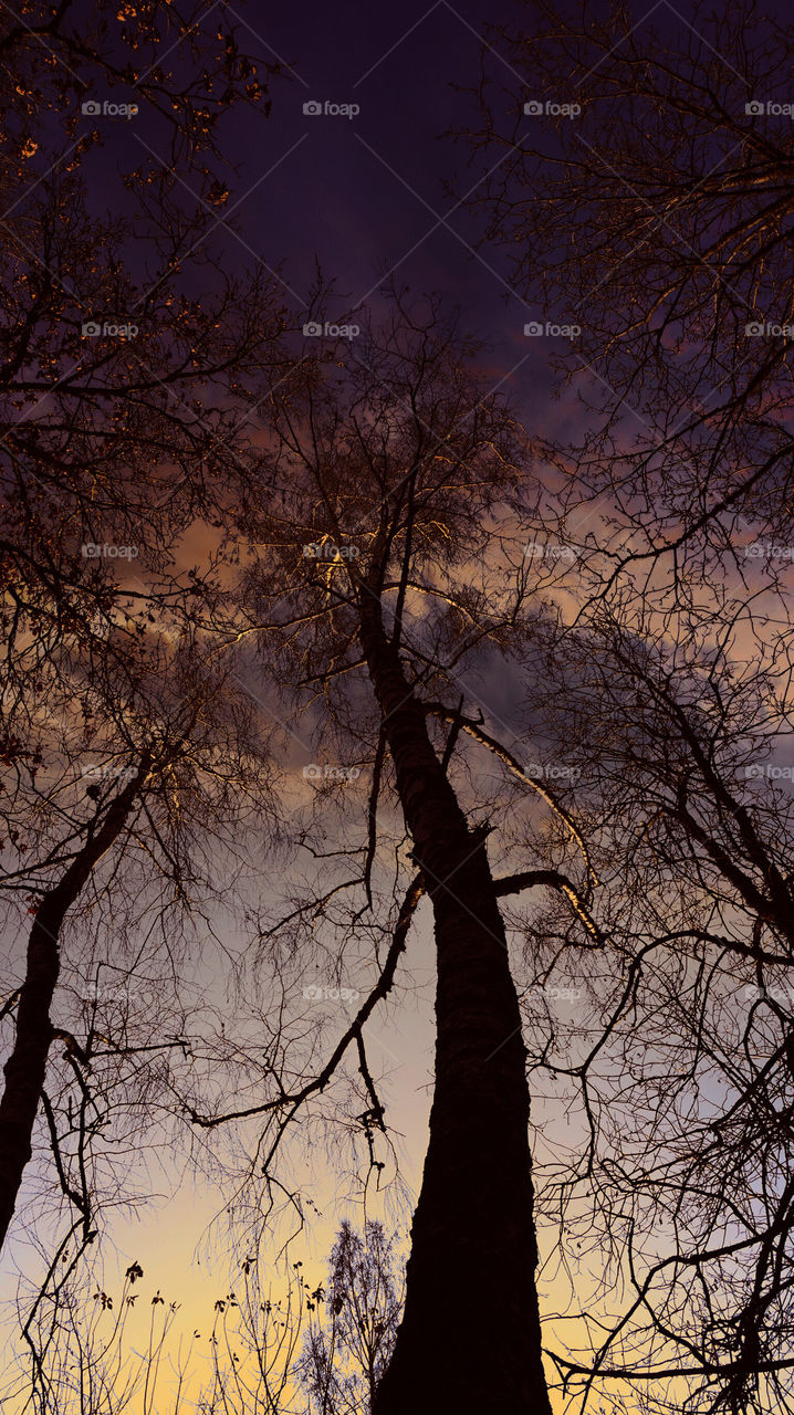 sky#birch#autumn#clouds#nature