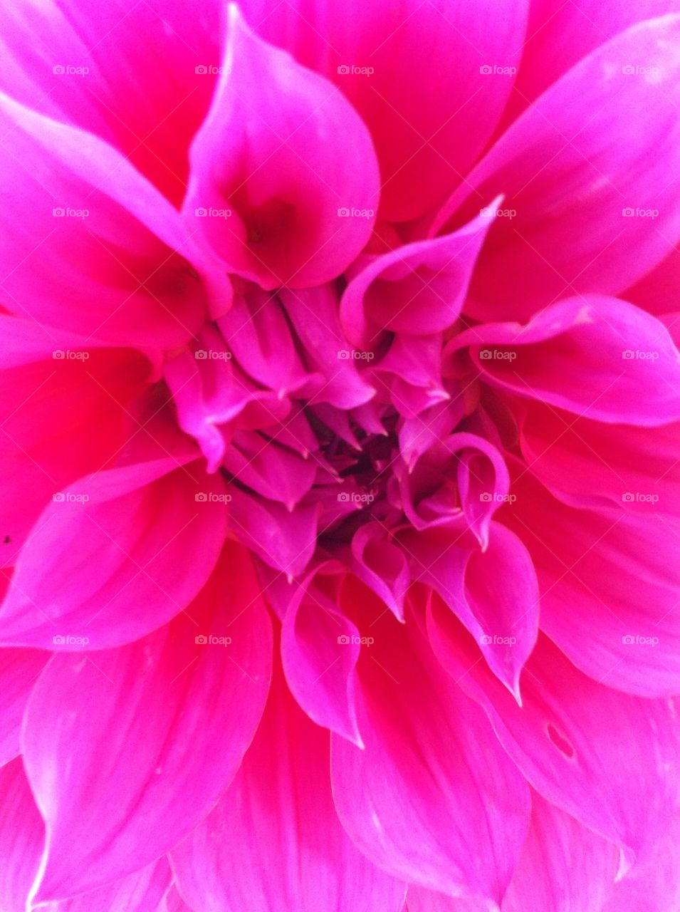Dahlia