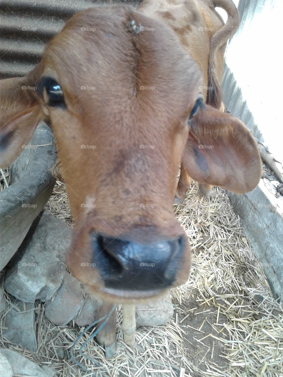 the cow of village