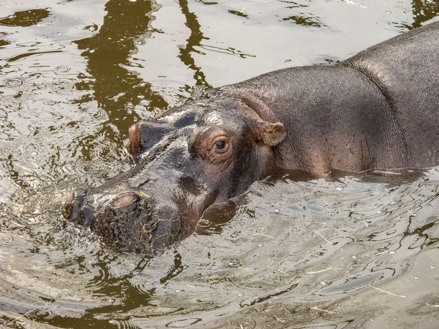 Closeup on hippopotamus 