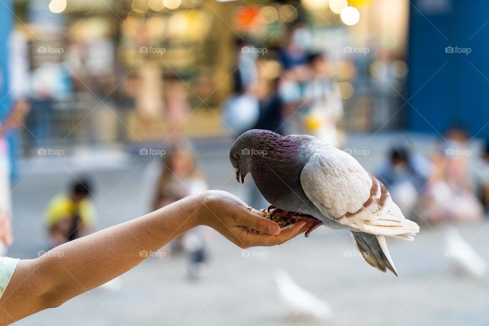 All the birds and animals are the part of our planet . They play an important role to maintain the ecosystem of our planet so let's protect them and take care of them well. This photo shows a trust of a pigeon on human so let's not hurt anyone.