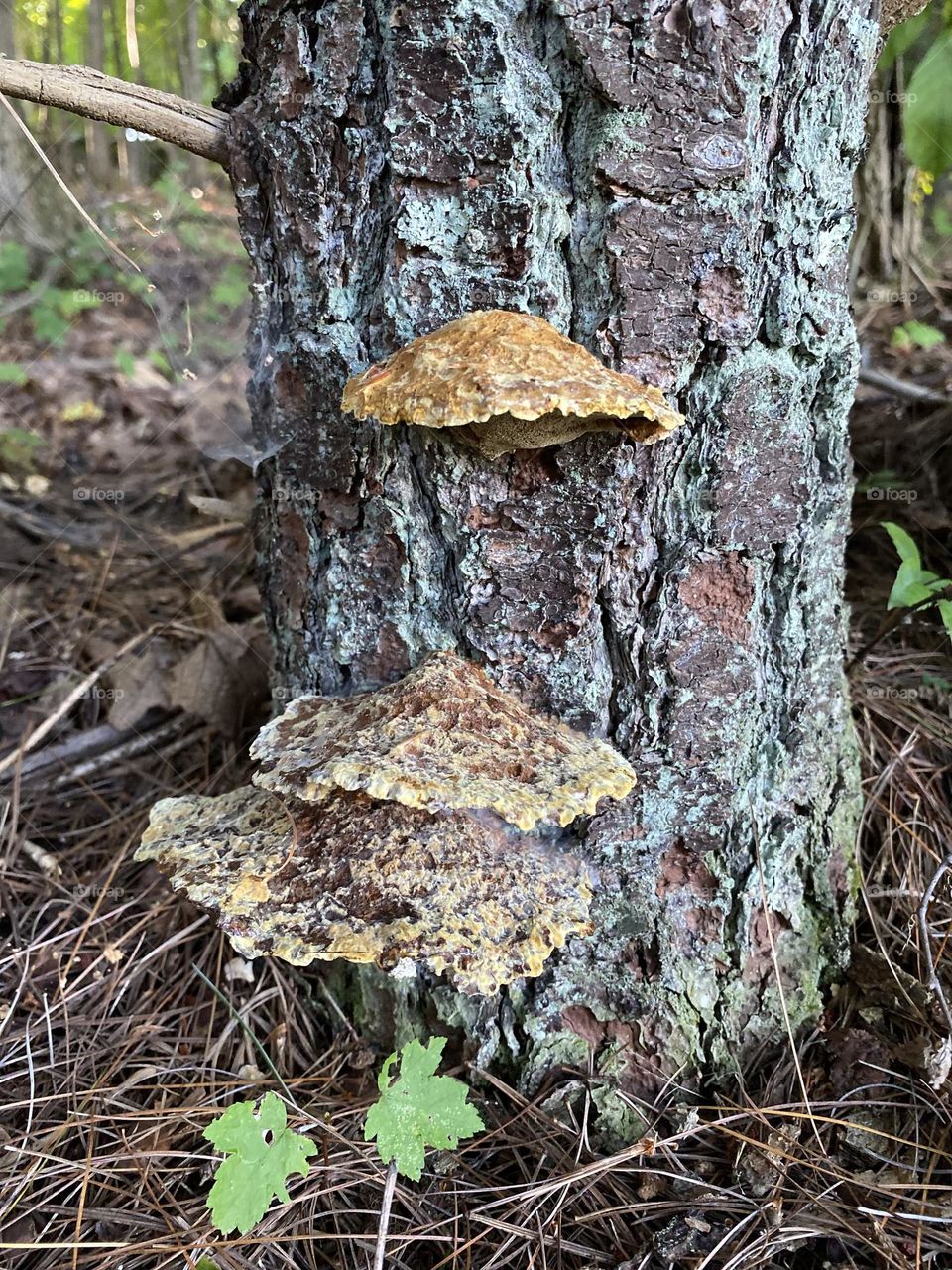 Mushroom on a tree