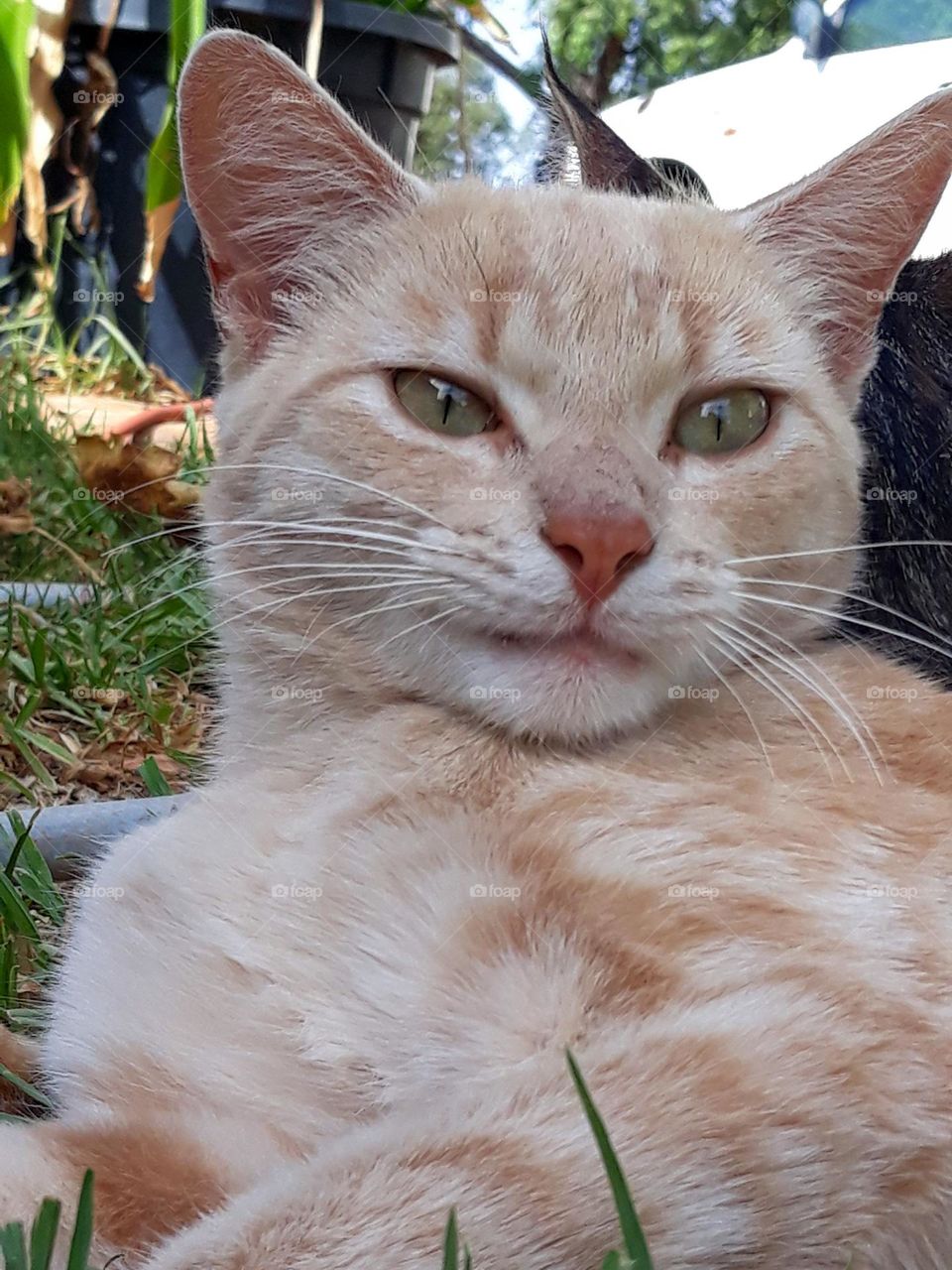 A male tabby cat concentrating on his next venture