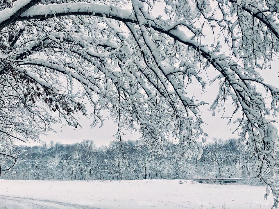 Winter snow scene