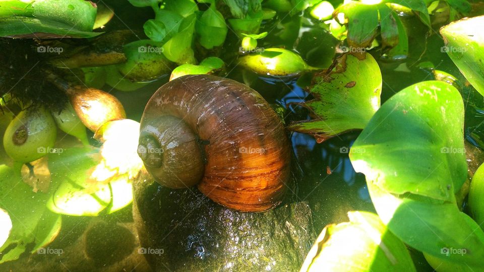 Snail on a rock in the middle of a small pond