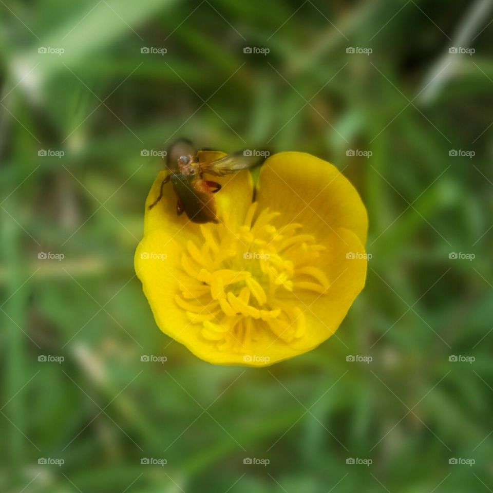 Buttercup with Insect