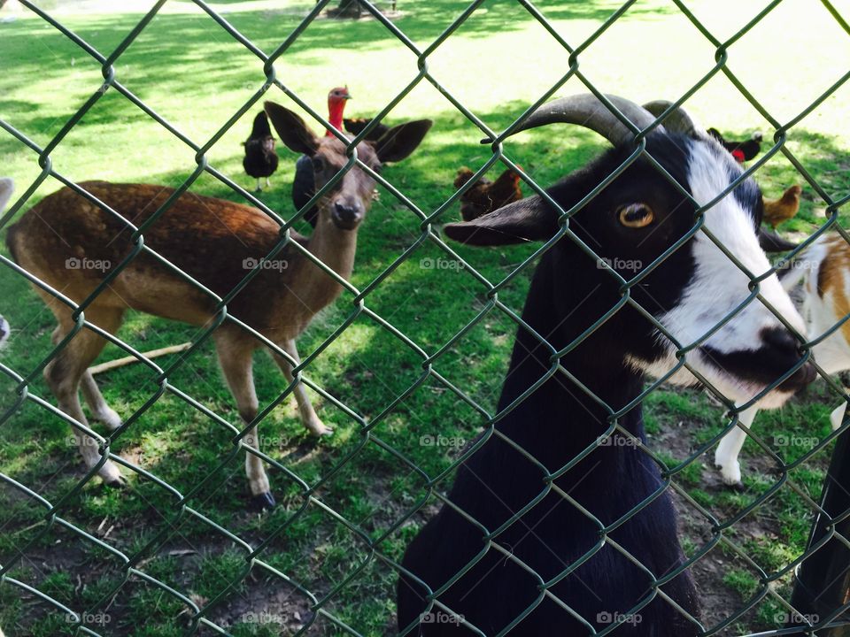 Goat behind a fence