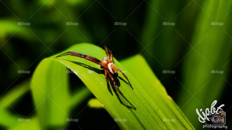 A spider was found in a top of rice leaf