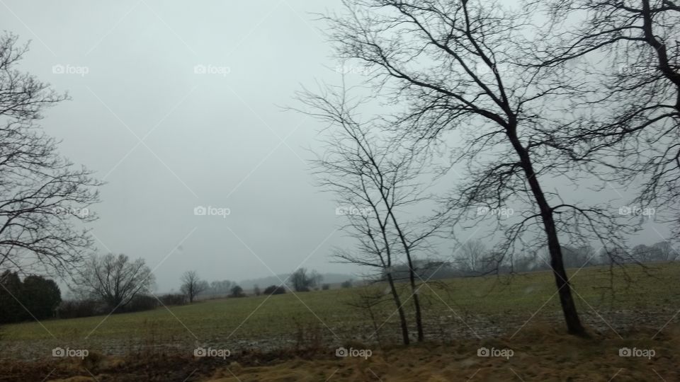 Tree, Landscape, Fog, No Person, Mist